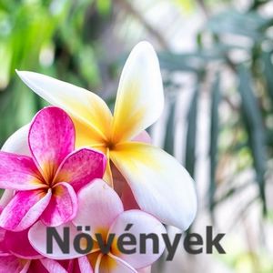 különleges növények, colocasia, taro, pálma, szukkulens növények, eladó növényi szaporítóanyag