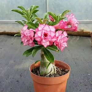 Adenium obesum hibrid,  1 szimpla virágú magonc.