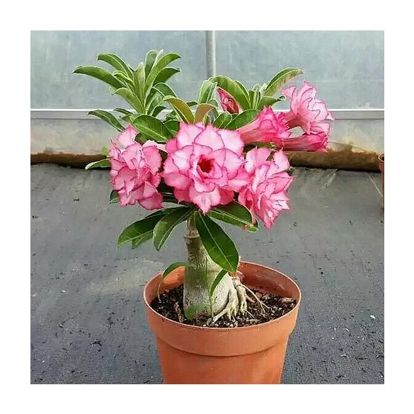 Adenium obesum hibrid,  1 szimpla virágú magonc.