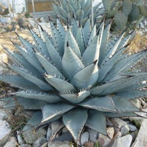 Agave neomexicana 10 mag