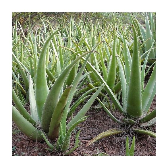 Aloe vera Chinensis, orvosi aloe cserepes