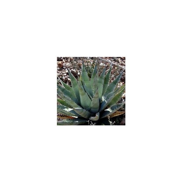 Agave desertii v. simplex 5 mag