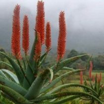 Aloe ferox 10 mag