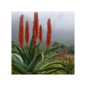 Aloe ferox 10 mag