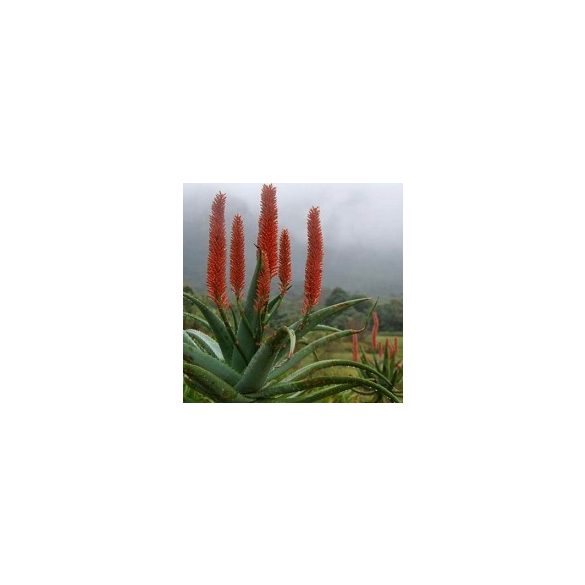 Aloe ferox 10 mag