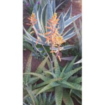 Aloe maculata 10 mag