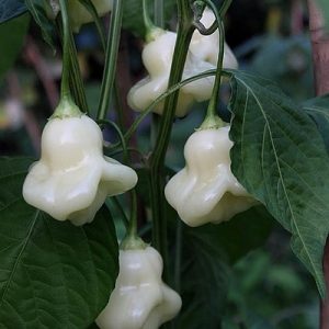 Aji White fantasy 10
