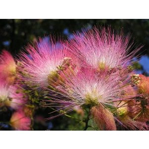 Albizia julibrissin, Selyemakác