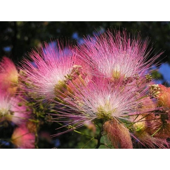 Albizia julibrissin, Selyemakác