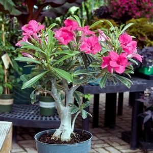 Adenium obesum vegyes 5 mag / szimpla virágú