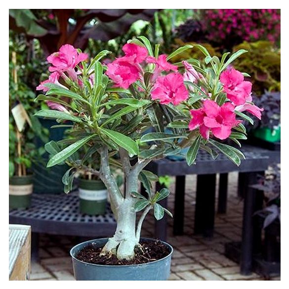 Adenium obesum vegyes 5 mag / szimpla virágú