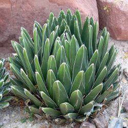 Agave Agave victoriae-reginae fiatal növény