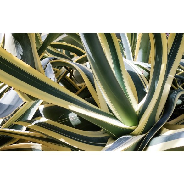 Agave americana, variegata, fiatal növény