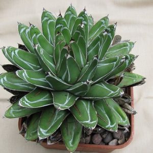 Agave ferdinandi-regis  10 mag