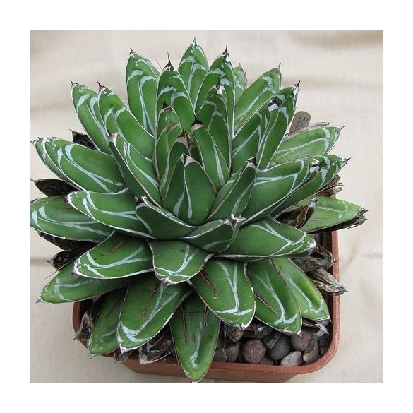 Agave ferdinandi-regis  10 mag