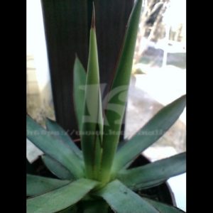 Agave "Shaka Zulu" növény