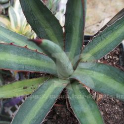 Agave univittata fiatal növény