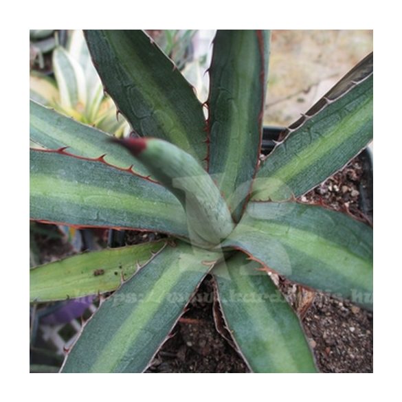 Agave univittata fiatal növény