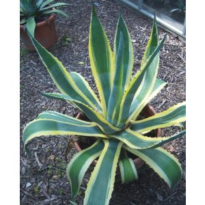 Agave americana, variegata, szabadgyökerű