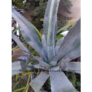 Agave americana, zöld/hamvaskék, szabadgyökerű