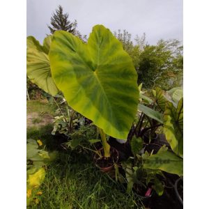 Alocasia Jack Giant kicsi növény