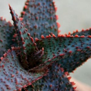 Aloe Lavender star fiatal növény