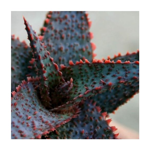 Aloe Lavender star fiatal növény