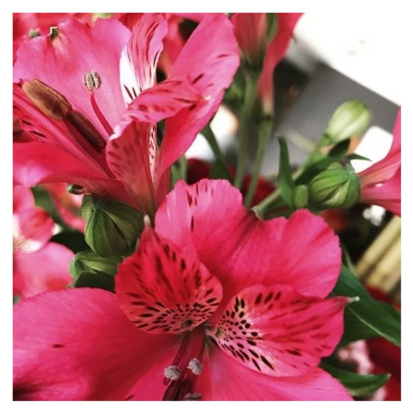 Alstroemeria 3 hagyma