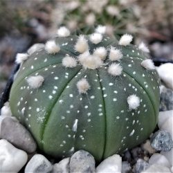 Astrophytum asterias 10 mag