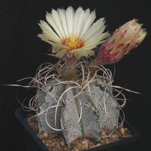 Astrophytum capricorne 10 mag Astrophytum capricorne 10 mag
