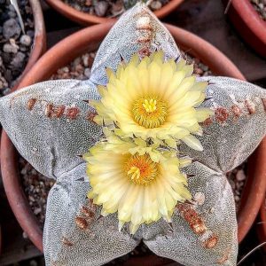 Astrophytum myriostigma 10 mag