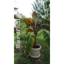   Ensete ventricosum Abesszin vörös banán növény  Abyssinian Banana