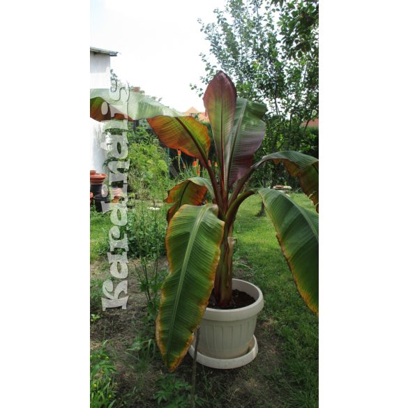 Ensete ventricosum Abesszin vörös banán növény  Abyssinian Banana