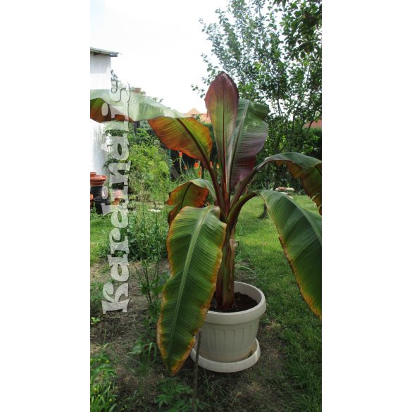 Ensete ventricosum Abesszin vörös banán növény  Abyssinian Banana