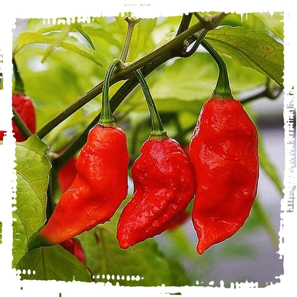 Bhut Jolokia Strain II 30 mag