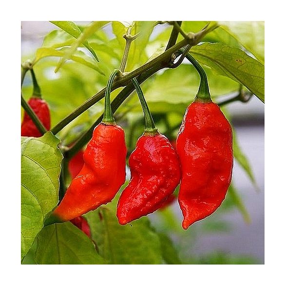 Bhut Jolokia Strain II 30 mag