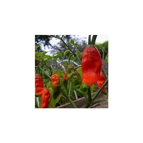 Bhut Jolokia Strain II 30 mag