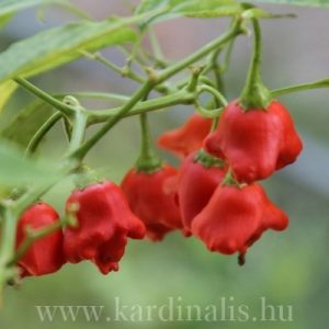 Bohóc paprika 10 Bohóc paprika 10