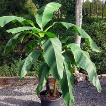 Musa Basjoo Japán banán kis növény