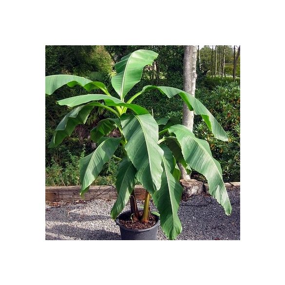 Musa Basjoo Japán banán növény