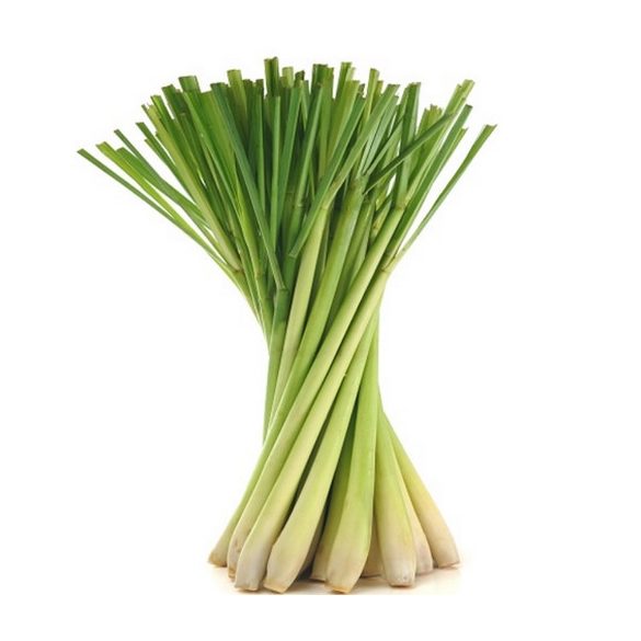 Cymbopogon citratus, Citromnád, 1 tő