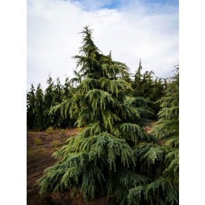 Cedrus deodara Himalájai cédrus