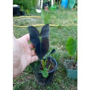 Colocasia Coal miner I