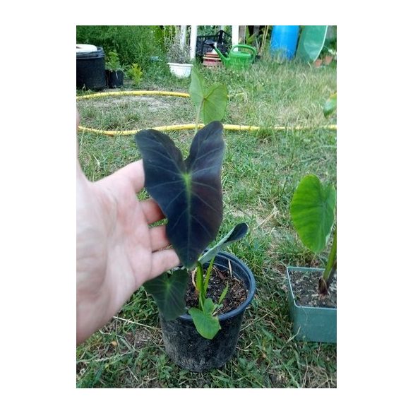 Colocasia Coal miner I