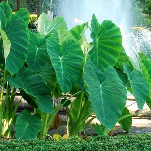 Colocasia-esculenta