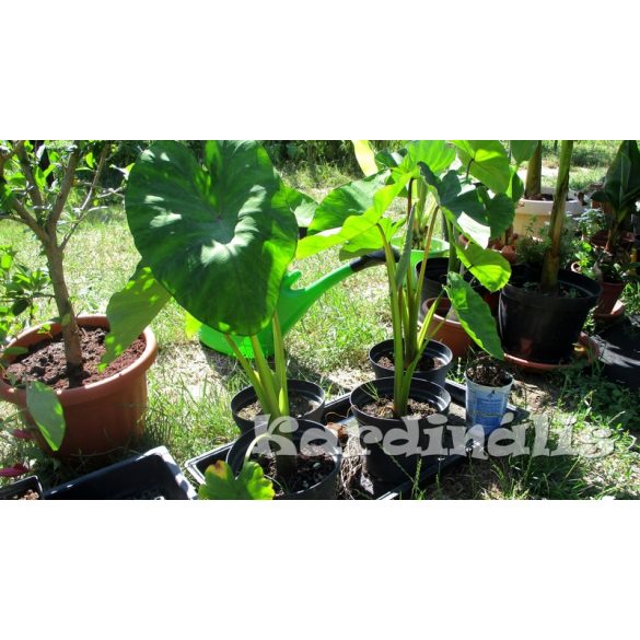 Colocasia-esculenta