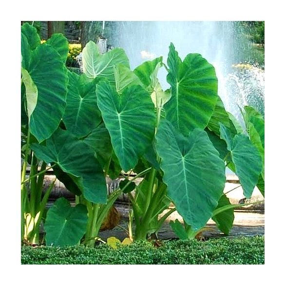 Colocasia-esculenta