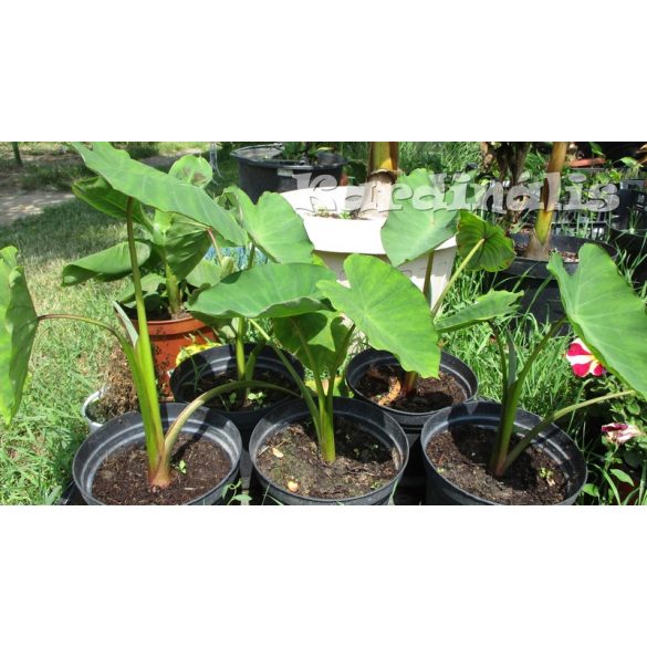 Colocasia-esculenta
