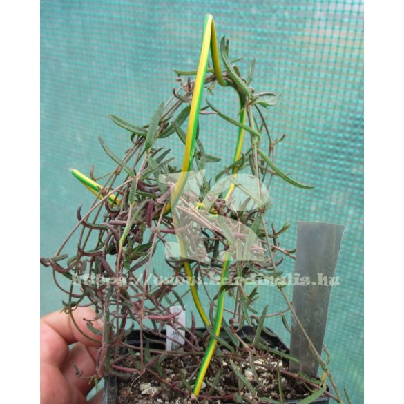 Ceropegi Linearis ssp. Debilis virágzóképes növény