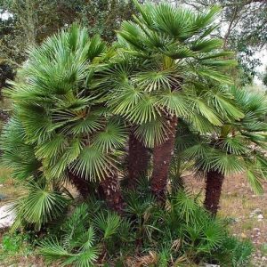 Chamaerops humilis Lőszörpálma 10 mag